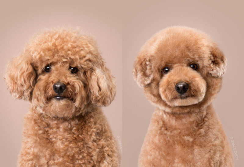 Dog Grooming Showcase 1