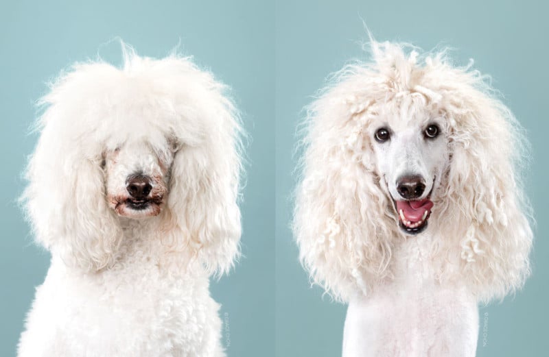 Dog Grooming Showcase 2