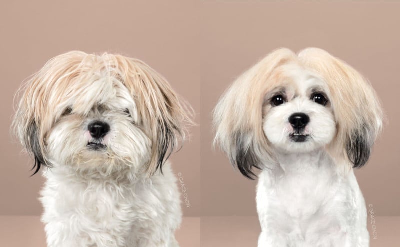 Dog Grooming Showcase 3