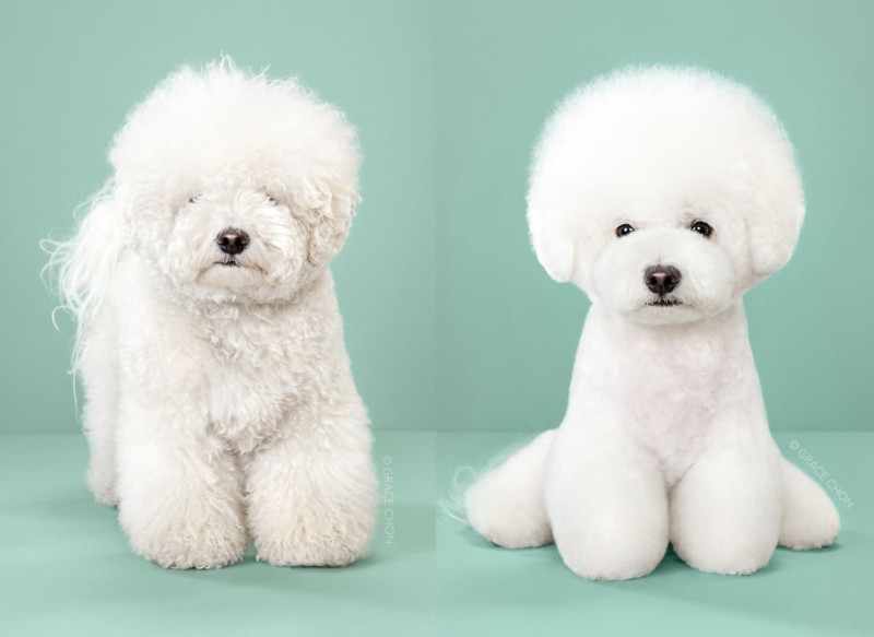 Dog Grooming Showcase 4