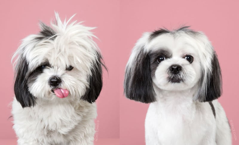 Dog Grooming Showcase 5